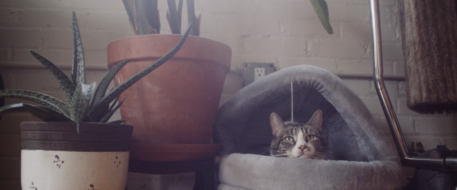 Still with plants and cat in Lakiyra Said | Nicolas Andrew Visuals